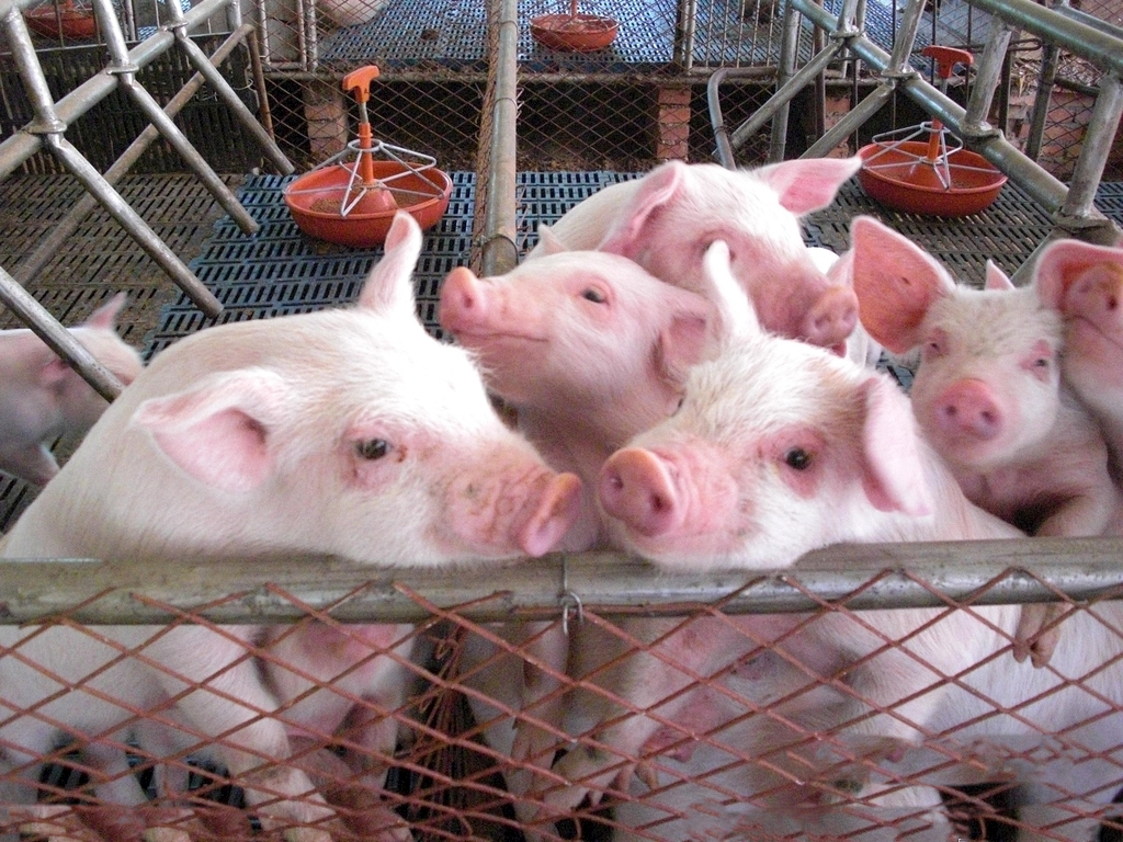 Effect of grinding particle size of pig feed raw materials on nutritional value